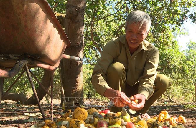 Ông Mông Văn Quang, ấp 4, xã Hưng Phước, huyện Bù Đốp thu hoạch điều được đầu tư từ nguồn vốn vay hỗ trợ thoát nghèo. Ảnh: K GỬIH -TTXVN 