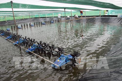 Nuôi tôm sạch ở Cà Mau . Ảnh TTXVN