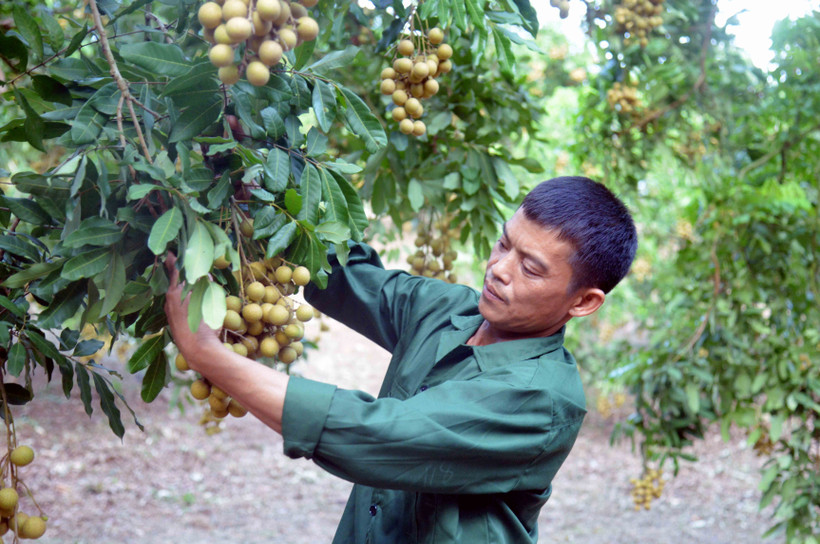 Xây dựng thương hiệu nhãn Sông Mã