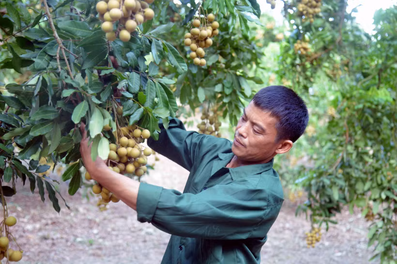 Xây dựng thương hiệu nhãn Sông Mã