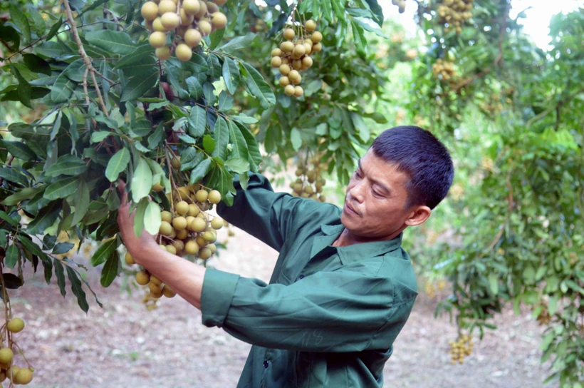 Xây dựng thương hiệu nhãn Sông Mã