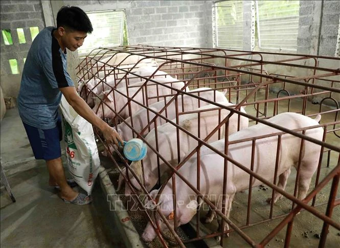 Thực hiện Chiến lược phát triển chăn nuôi: Lấy thị trường xuất khẩu làm động lực