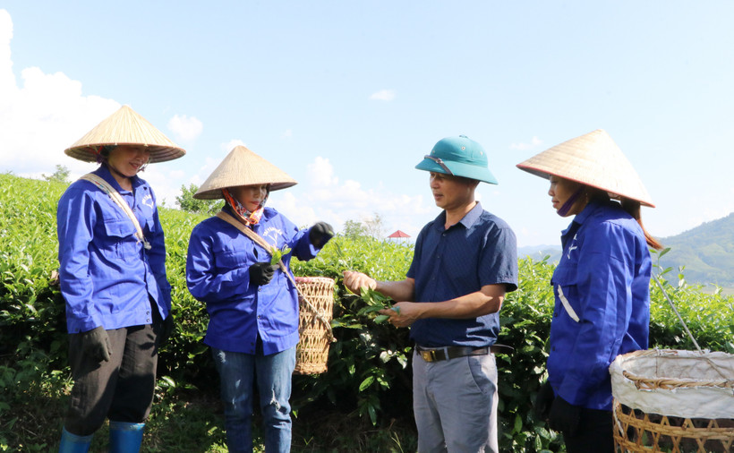 Ông Kim Văn Tân hướng dẫn công nhân thu hái chè theo đúng tiêu chuẩn. Ảnh: Việt Hoàng-TTXVN 