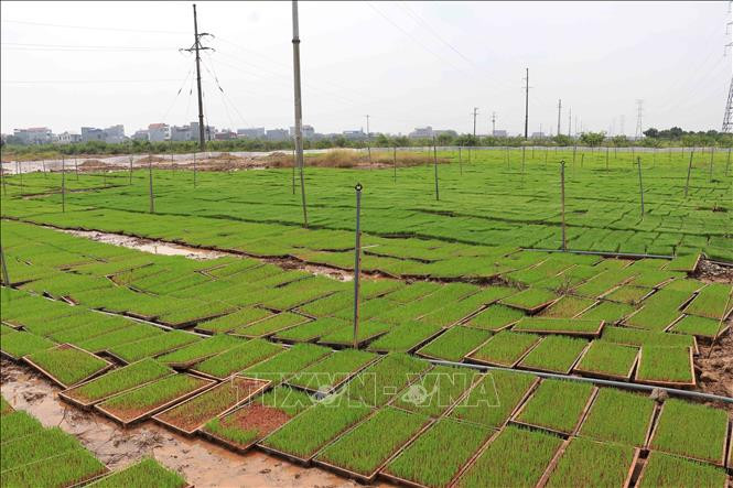 Những khay mạ sau vài ngày phơi. Ảnh: Đinh Tuấn - TTXVN 