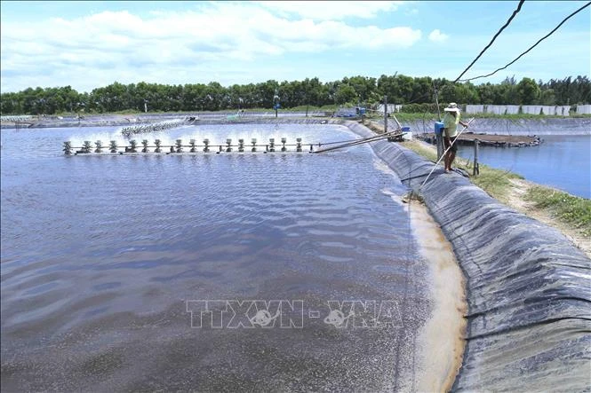Nuôi tôm trong hồ trải bạt trên cát phát huy hiệu quả. Ảnh: Vũ Sinh - TTXVN