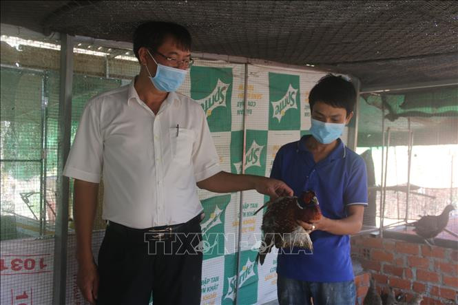 Nuôi chim trĩ đã giúp anh Anh Nguyễn Thanh Tân (phải, ở ấp 7, xã Hòa Bình) có thu nhập từ 15-20 triệu đồng/tháng. Ảnh: Hoàng Nhị - TTXVN 