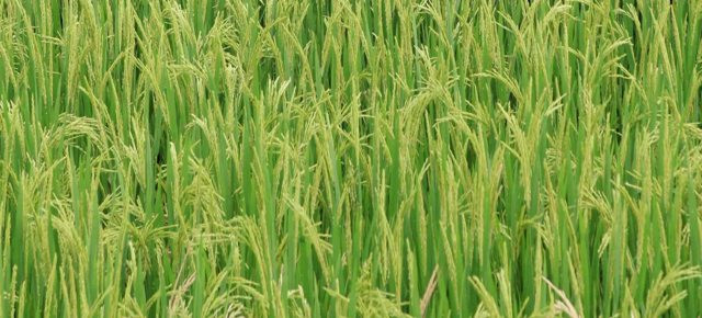 Nhật Bản phát triển giống lúa có khả năng chịu mặn