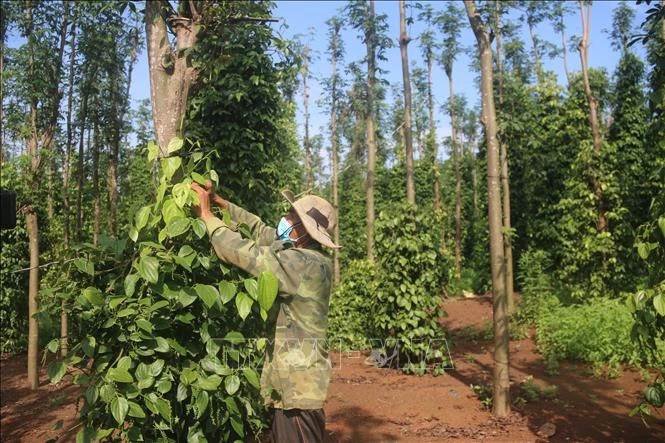 Ông Hồ Văn Thư, ấp Lộc Hòa, xã Bình Gĩa, huyện Châu Đức chăm sóc vườn tiêu hữu cơ của gia đình. Ảnh: Hoàng Nhị - TTXVN 
