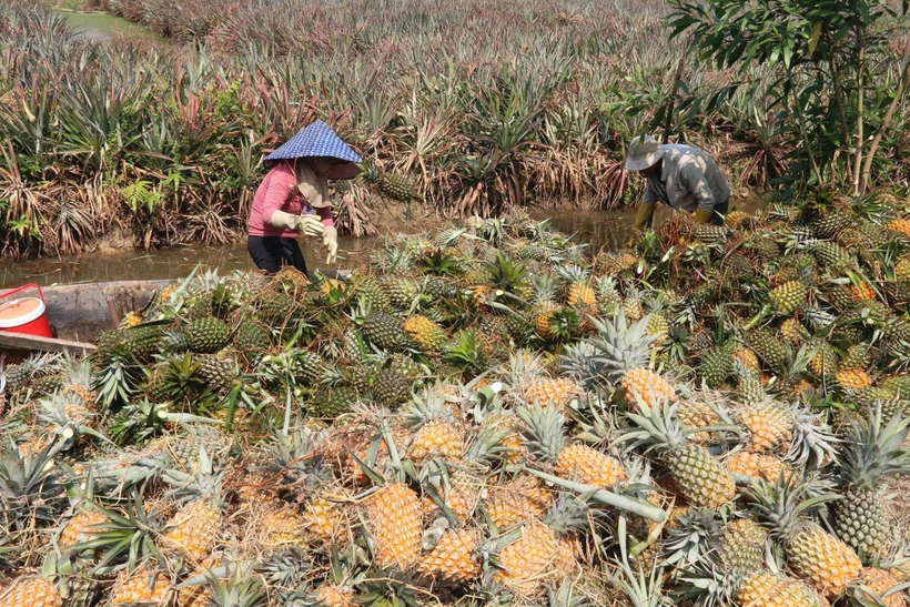 Giá dứa tăng mạnh, nông dân Tiền Giang lãi hàng trăm triệu đồng/ha