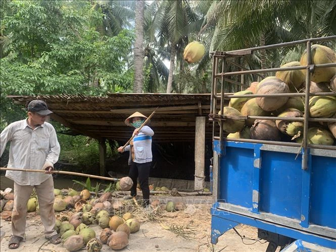 Người dân xuất bán dừa khô nguyên liệu sau thu hoạch. Ảnh: Huỳnh Phúc Hậu - TTXVN 