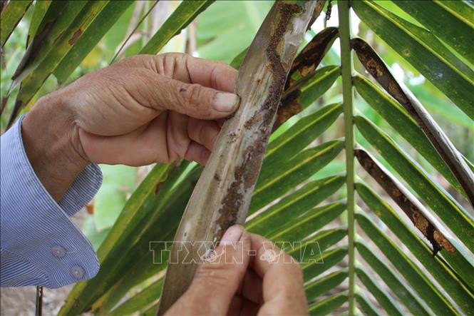 Sâu đầu đen gây hại dừa. Ảnh : TTXVN 