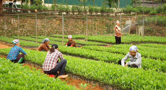 Hiệu quả từ trồng rừng vụ Xuân ở vùng cao Yên Bái