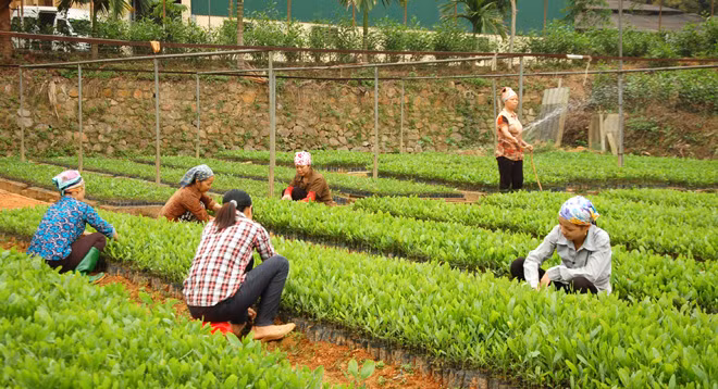 Hiệu quả từ trồng rừng vụ Xuân ở vùng cao Yên Bái