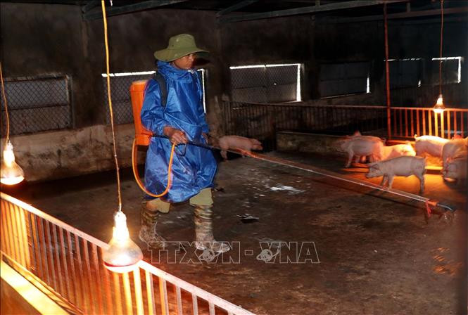 Hộ chăn nuôi phun hóa chất diệt khuẩn. Ảnh: Công Tường-TTXVN 