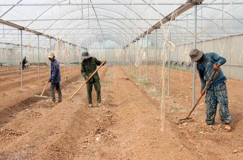 Ninh Thuận mở hướng phát triển chuỗi giá trị cho sản phẩm OCOP 