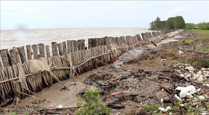 Kè tạm ngăn sạt lở bảo vệ đê quốc phòng khu vực bờ biển Tiểu Dừa, xã Vân Khánh Tây, huyện An Minh, tỉnh Kiên Giang. Ảnh: Lê Huy Hải - TTXVN