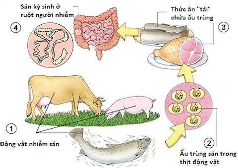 Đường lây truyền sán từ động vật sang người.Nguồn: suckhoedoisong.vn 