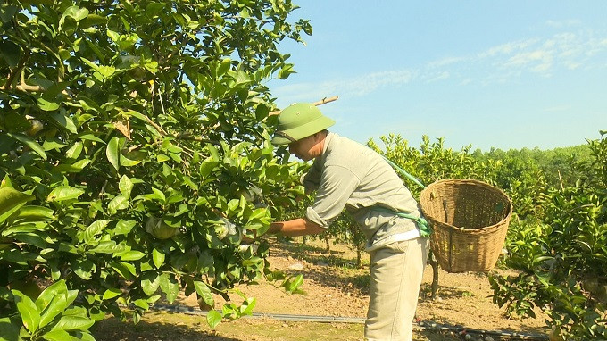 Ông Hà Đức Hải, dân tộc Mường, xã Sơn Hùng, huyện Thanh Sơn (Phú Thọ) chăm sóc cam. Ảnh: phutho.gov.vn 