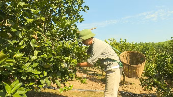 Ông Hà Đức Hải, dân tộc Mường, xã Sơn Hùng, huyện Thanh Sơn (Phú Thọ) chăm sóc cam. Ảnh: phutho.gov.vn 