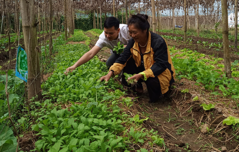 Lai Châu chuẩn bị nguồn nông sản phục vụ cho Tết