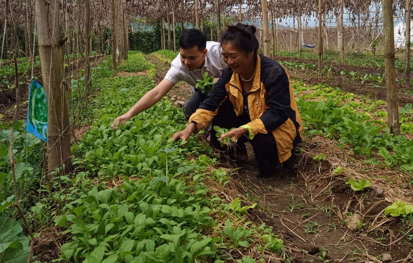Lai Châu chuẩn bị nguồn nông sản phục vụ cho Tết