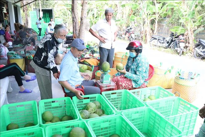 Doanh nghiệp thu mua bưởi da xanh trong chuỗi liên kết. Ảnh: Huỳnh Phúc Hậu - TTXVN