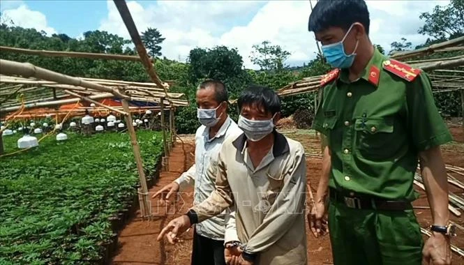 Hai đối tượng trồng cần sa tại xã Nam Bình. Ảnh:TTXVN phát
