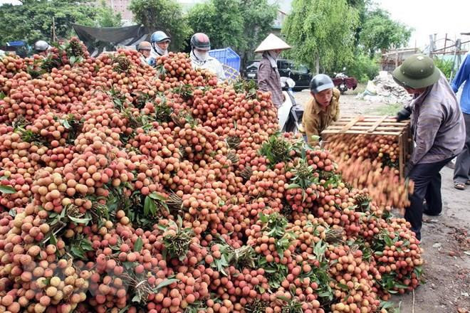 Bắc Giang lên các phương án tiêu thụ vải thiều. Ảnh: Đình Huệ - TTXVN