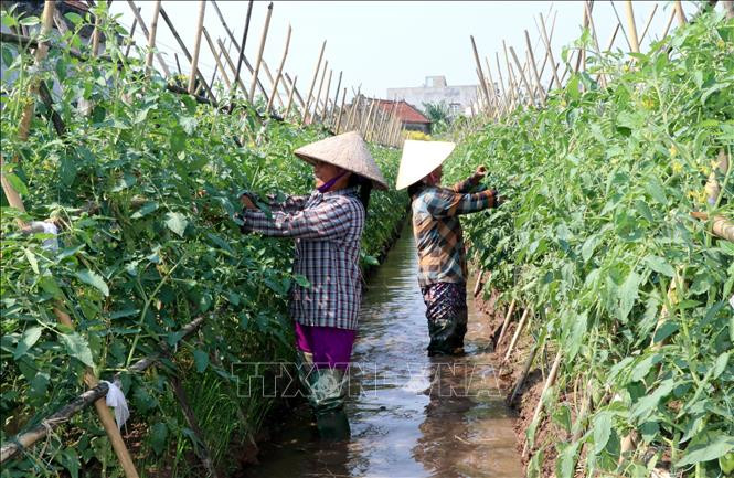 Nam Định phát triển nông nghiệp hữu cơ