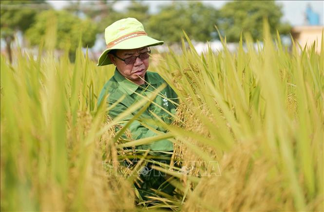 Ông Trần Mạnh Báo tại Trung tâm Nghiên cứu sản phẩm mới của Công ty Cổ phần Công ty cổ phần Tập đoàn ThaiBinh Seed. Ảnh: TTXVN phát 