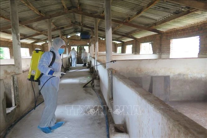 Lực lượng thú y phun hóa chất khử trùng tại các khu vực chuồng trại có dịch tả lợn châu Phi. Ảnh: Dư Toán – TTXVN.