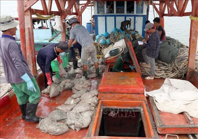Khai thác hải sản, một trong những nghề kinh tế mũi nhọn của tỉnh Cà Mau. Ảnh: Huỳnh Anh - TTXVN