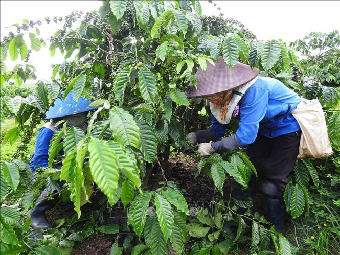 Các xã viên Hợp tác xã Nông nghiệp Công Bằng Pô Kô (Đăk Hà, Kon Tum) chăm sóc vườn cà phê. Ảnh: Dư Toán – TTXVN 