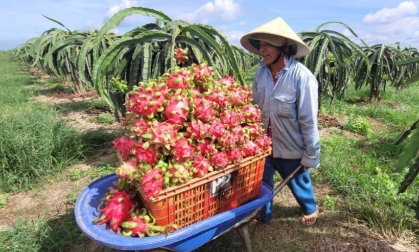  Thu hoạch thanh long để bán cho thương lái . Ảnh: Hoàng Nhị - TTXVN 
