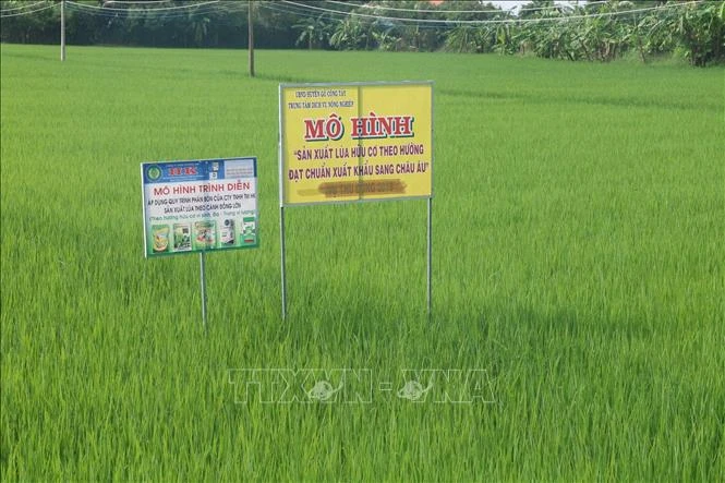 Mô hình trồng lúa VD 20 hữu cơ xuất khẩu tại xã Đồng Thạnh, huyện Gò Công Tây. Ảnh: Minh Trí-TTXVN