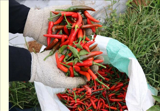 Người dân Gia Lai thu hoạch ớt. Ảnh: Hồng Điệp - TTXVN