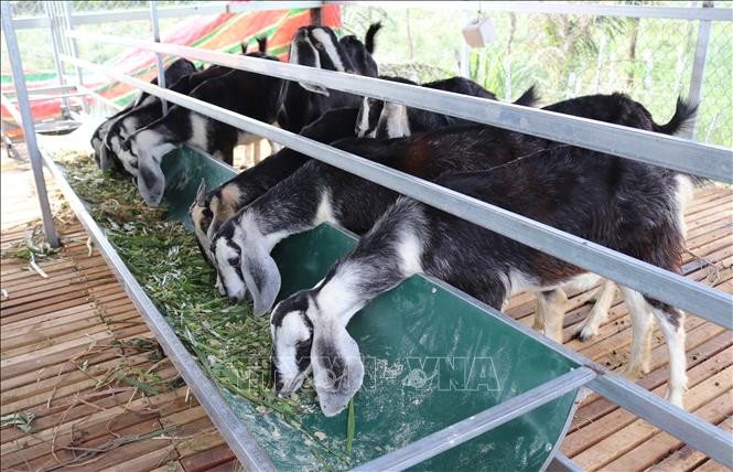 Mô hình nuôi dê bổ sung thêm thức ăn cỏ xay giúp dê mau lớn ở xã Phước Hải (huyện Ninh Phước, Ninh Thuận). Ảnh: Nguyễn Thành – TTXVN 