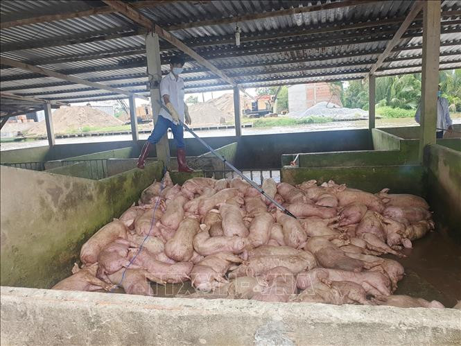 Số lợn bị nhiễm bệnh được tập trung trước khi tiêu hủy. Ảnh: Chanh Đa-TTXVN
