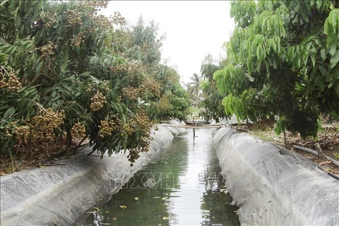 Nhờ hệ thống lót bạt trữ nước ngọt, nên các vườn nhãn của nông dân huyện đảo Cù Lao Dung vẫn trĩu quả. Ảnh: Chanh Đa-TTXVN