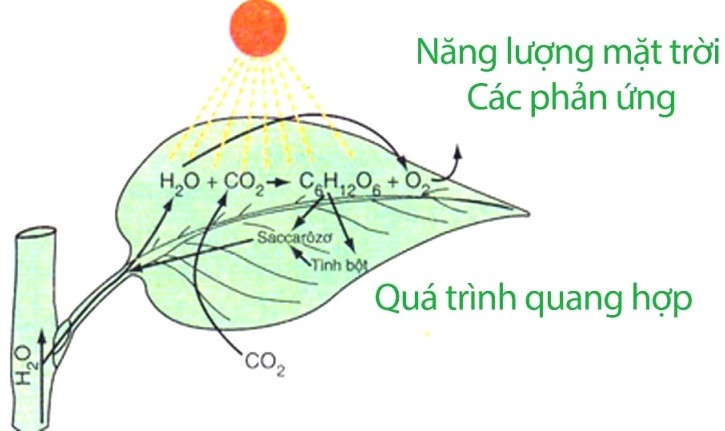 Quá trình quang hợp. Ảnh: hoc24.vn