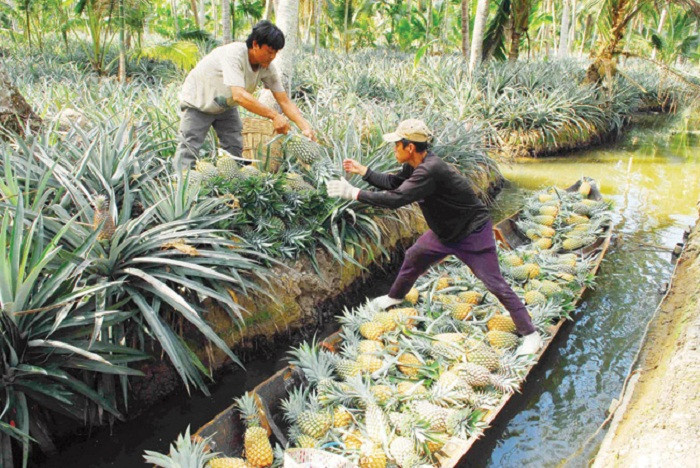 Nông dân Kiên Giang thu hoạch khóm (dứa) Tắc Cậu. Ảnh: ttc-farm.dacsanvina.net