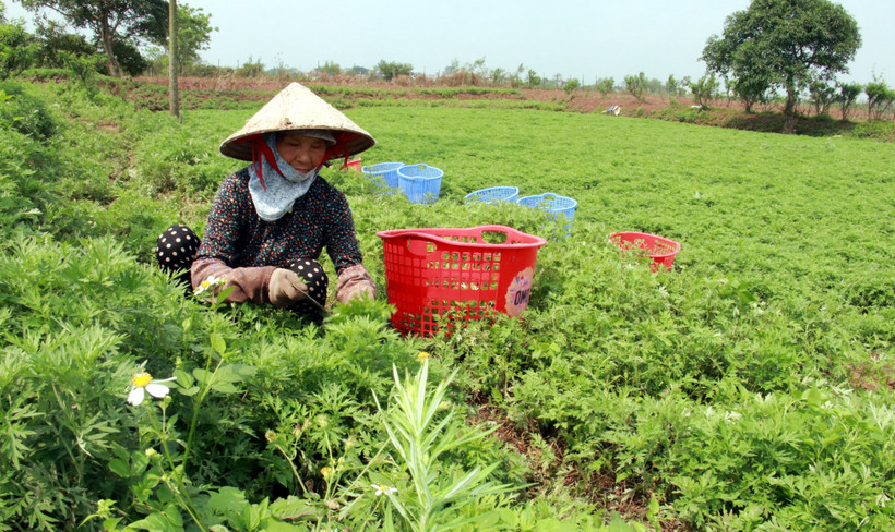 Trồng ngải cứu xuất khẩu cho giá trị cao