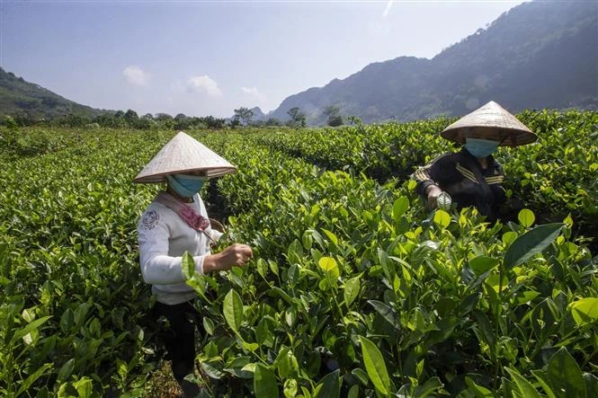 Gia đình Ông Nguyễn Văn Đức xóm Sèo, xã Cao Sơn, huyện Đà Bắc đã phát triển mô hình vườn chè quê nhà từ ngồn vốn vay 20 triệu đồng của Ngân hàng Chính sách Xã hội huyện Đà Bắc. Hiện nay gia đình ông đã ổn định kinh tế, thoát nghèo bền vững. Ảnh: Trọng Đạt