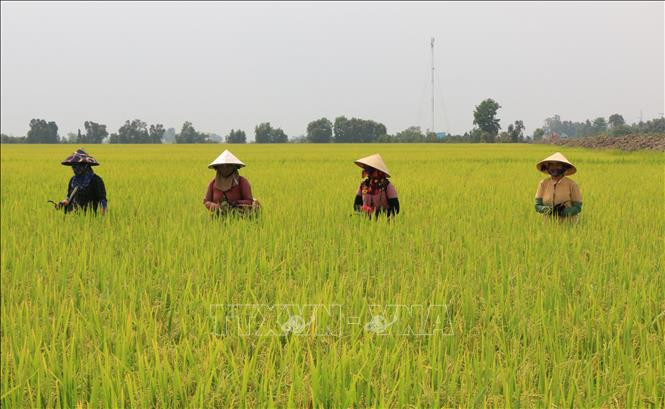 Đội khử lẫn cắt lúa lộn, lúa cỏ… trong ruộng lúa để đảm bảo chất lượng lúa giống cung cấp cho các công ty. Ảnh: Nhựt An - TTXVN 