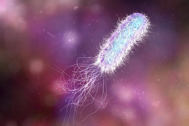 Vi khuẩn kháng kháng sinh Pseudomonas aeruginosa. Ảnh : CSIRO 