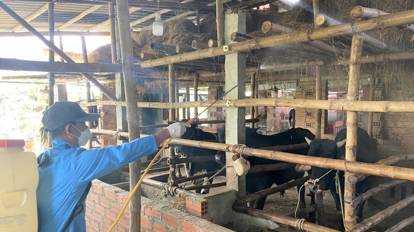 Xây dựng chuỗi, vùng chăn nuôi an toàn dịch bệnh