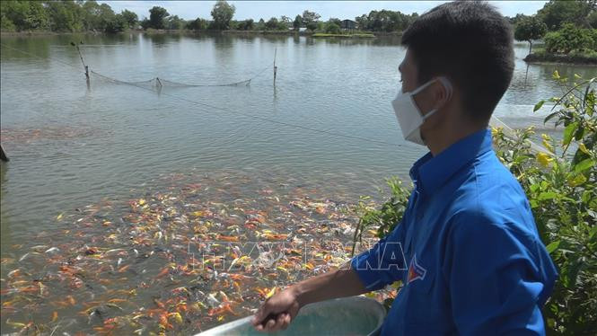 Cá Koi là mô hình mới tại vùng biên Bình Phước. Ảnh: K GỬIH-TTXVN