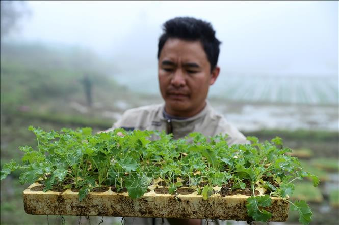 Cây giống cải xoăn Kale được chăm sóc cẩn thận. Ảnh: Quốc Khánh - TTXVN 