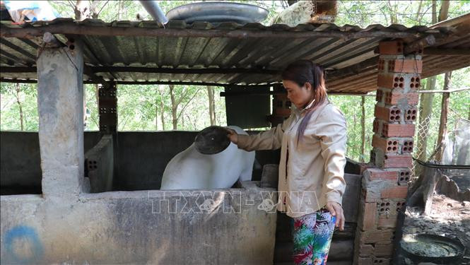 Chị Thị Hải (người dân tộc S’tiêng, sống tại khu định canh định cư làng 61) ngoài làm rẫy còn nuôi thêm lợn để tăng nguồn thu nhập. Ảnh: Sỹ Tuyên – TTXVN