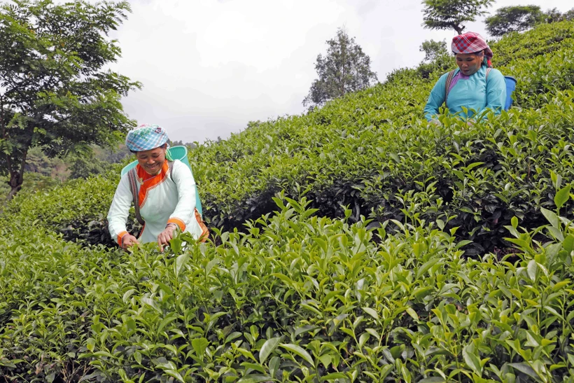 Gia đình chị Phan Thị Vui, dân tộc Giáy ở thôn Đồng Căm, xã Lùng Vai, huyện Mường Khương (Lào Cai) vay vốn ưu đãi cải tạo, chăm sóc 2ha chè, gia đình có việc làm, tăng thu nhập. Ảnh: Trần Việt - TTXVN